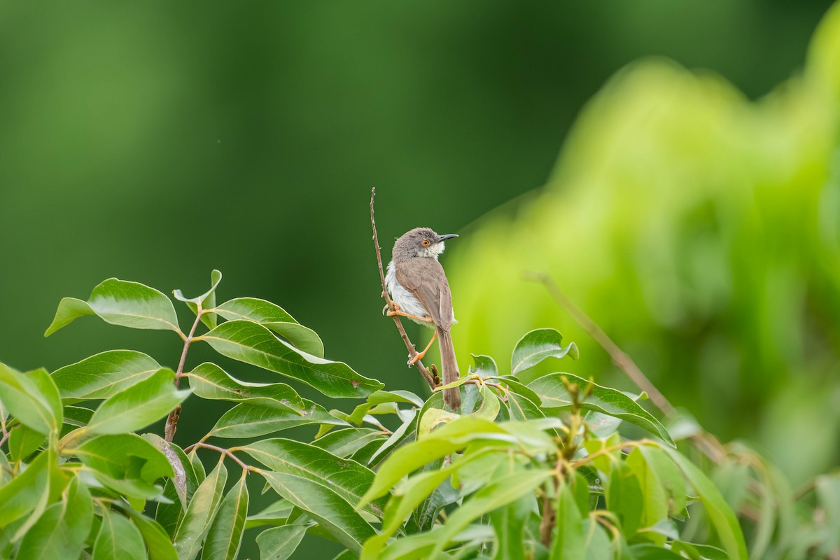 ハイムネハウチワドリ - ML646904022