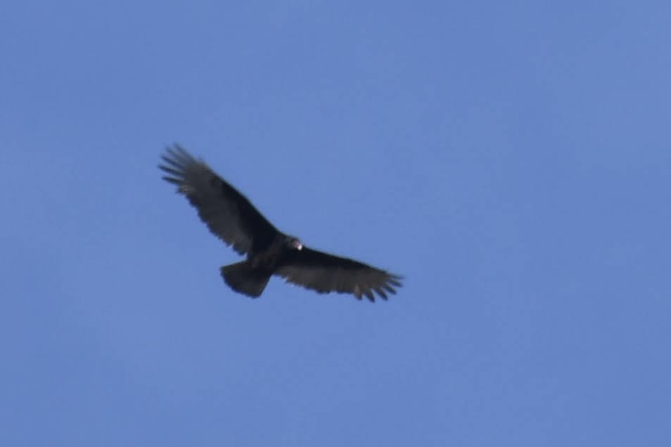 Turkey Vulture - ML646904023
