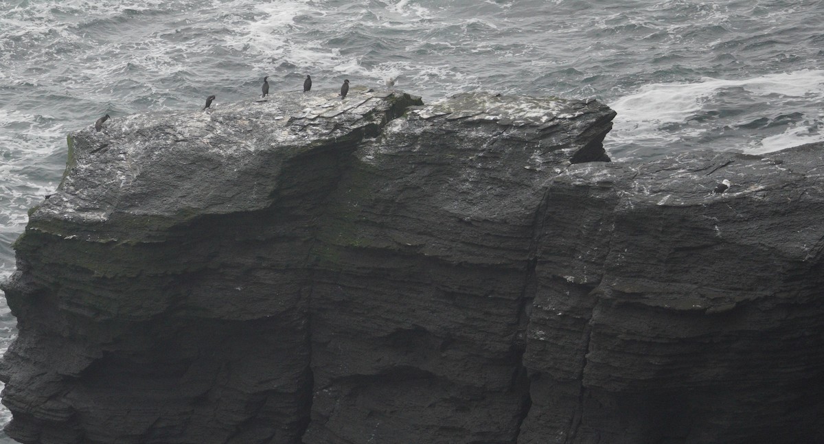 Great Black-backed Gull - ML646904031