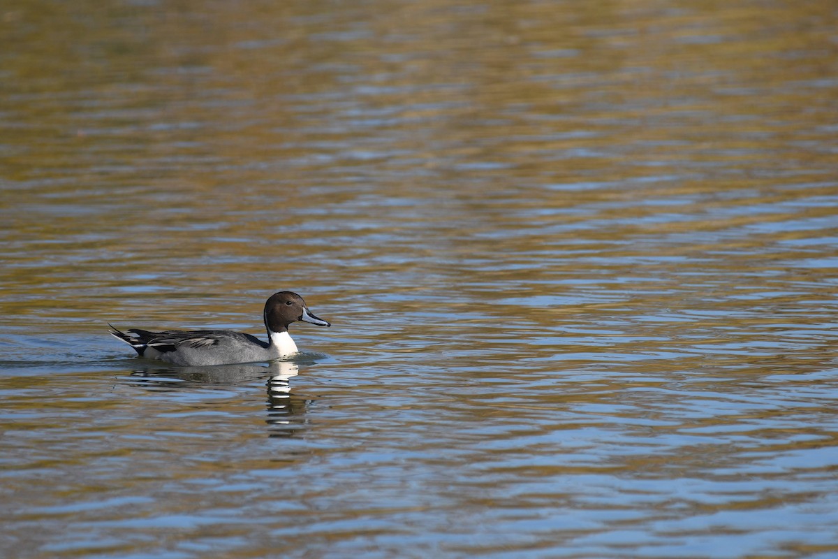 Northern Pintail - ML646904050