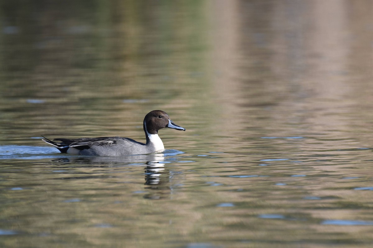 Northern Pintail - ML646904051