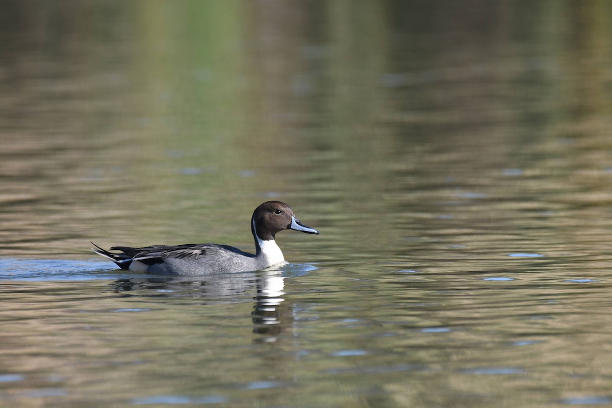 Northern Pintail - ML646904053