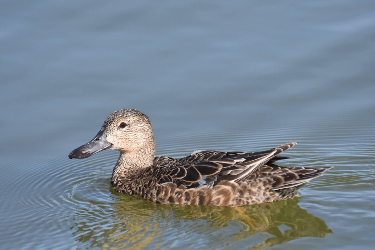 Cinnamon Teal - ML646904054