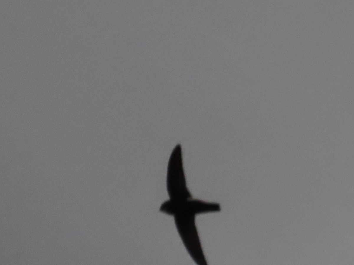 House Swift - ML646904055