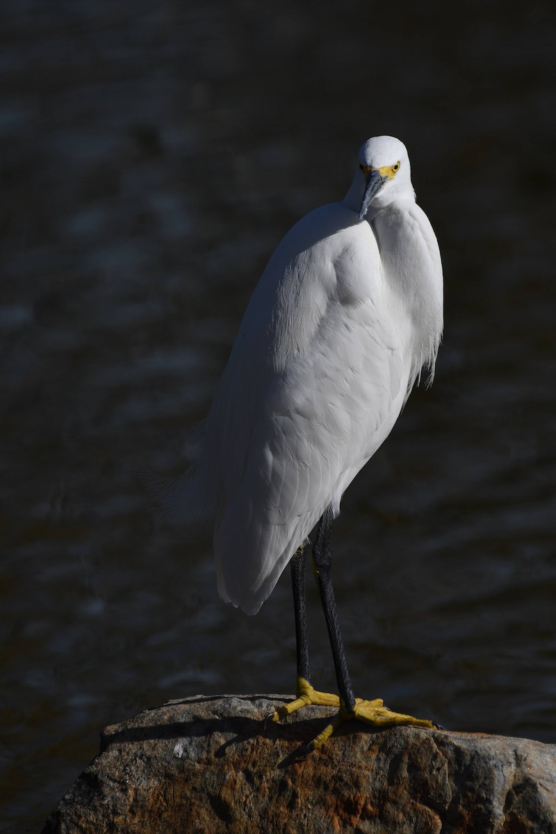 Snowy Egret - ML646904061