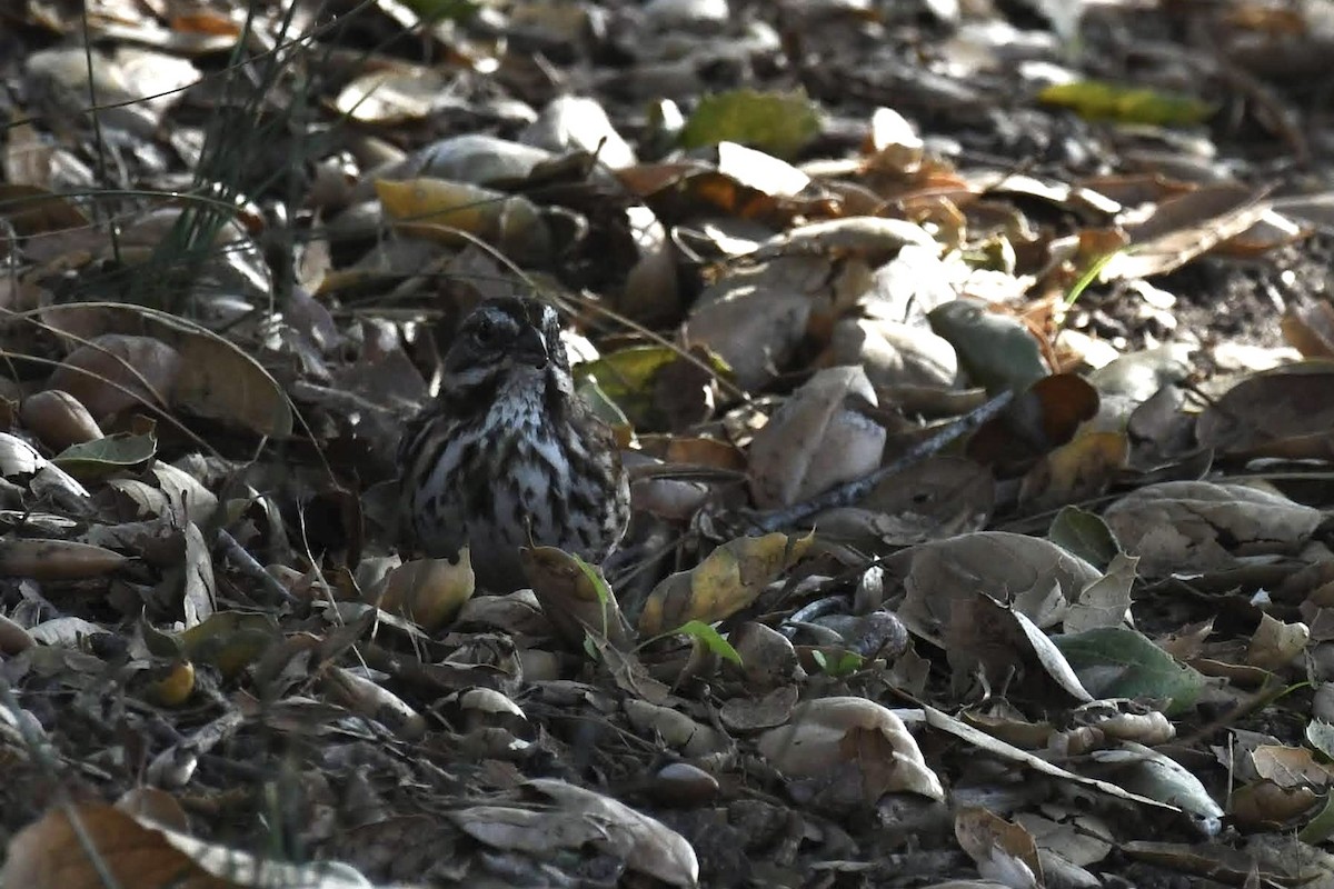 Song Sparrow - ML646904069