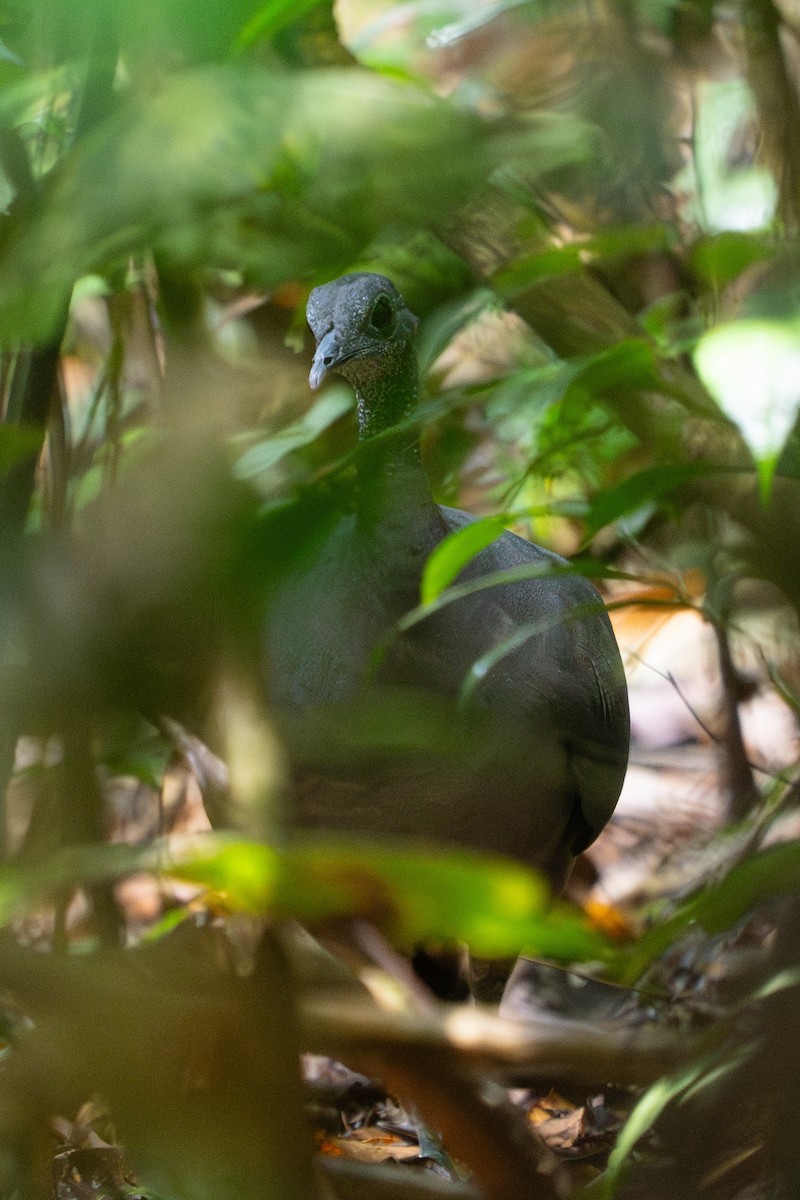 Gray Tinamou - ML646904071