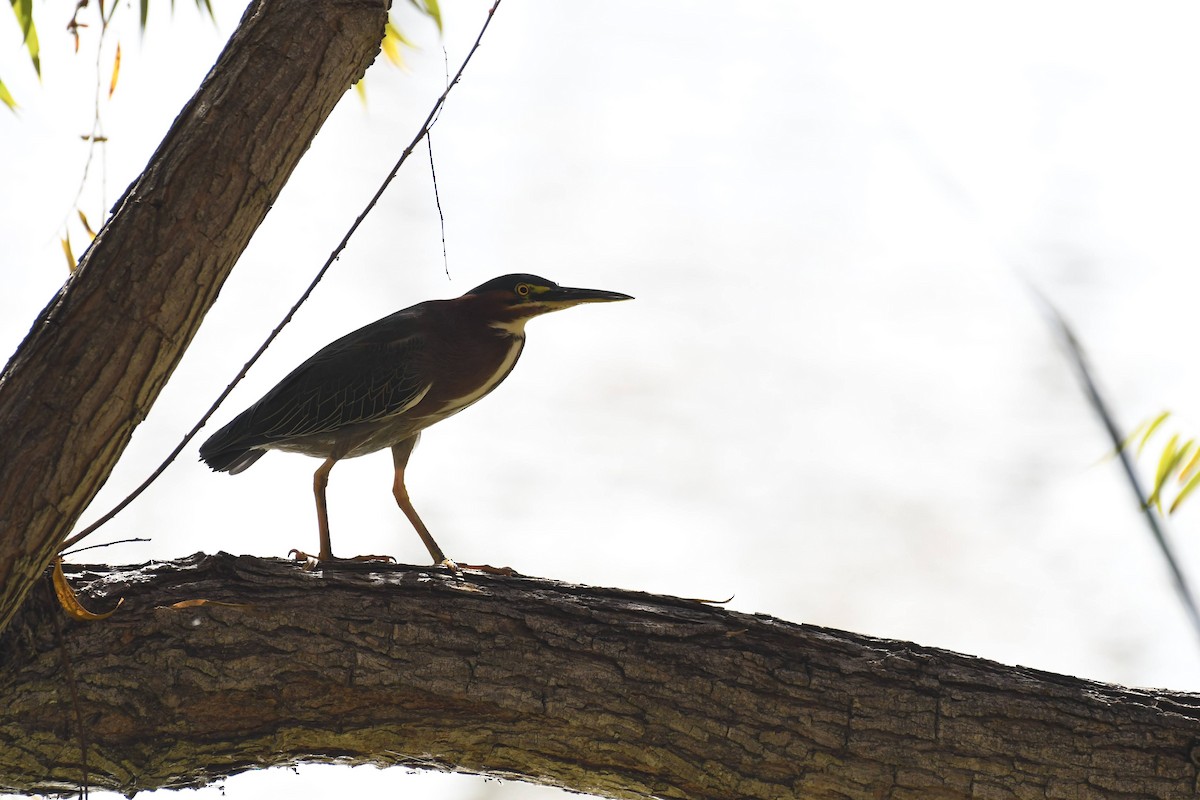 Green Heron - ML646904075