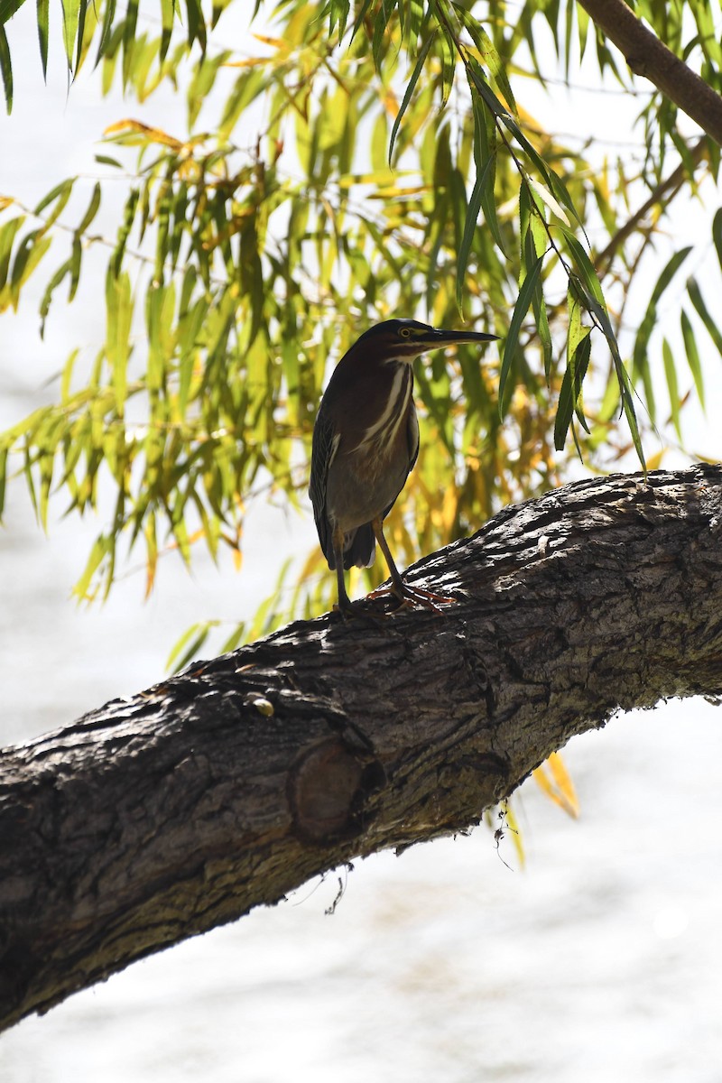 Green Heron - ML646904076