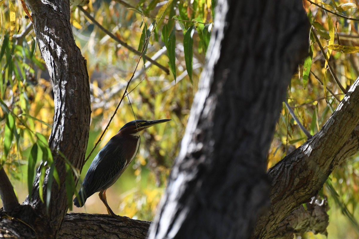 Green Heron - ML646904077