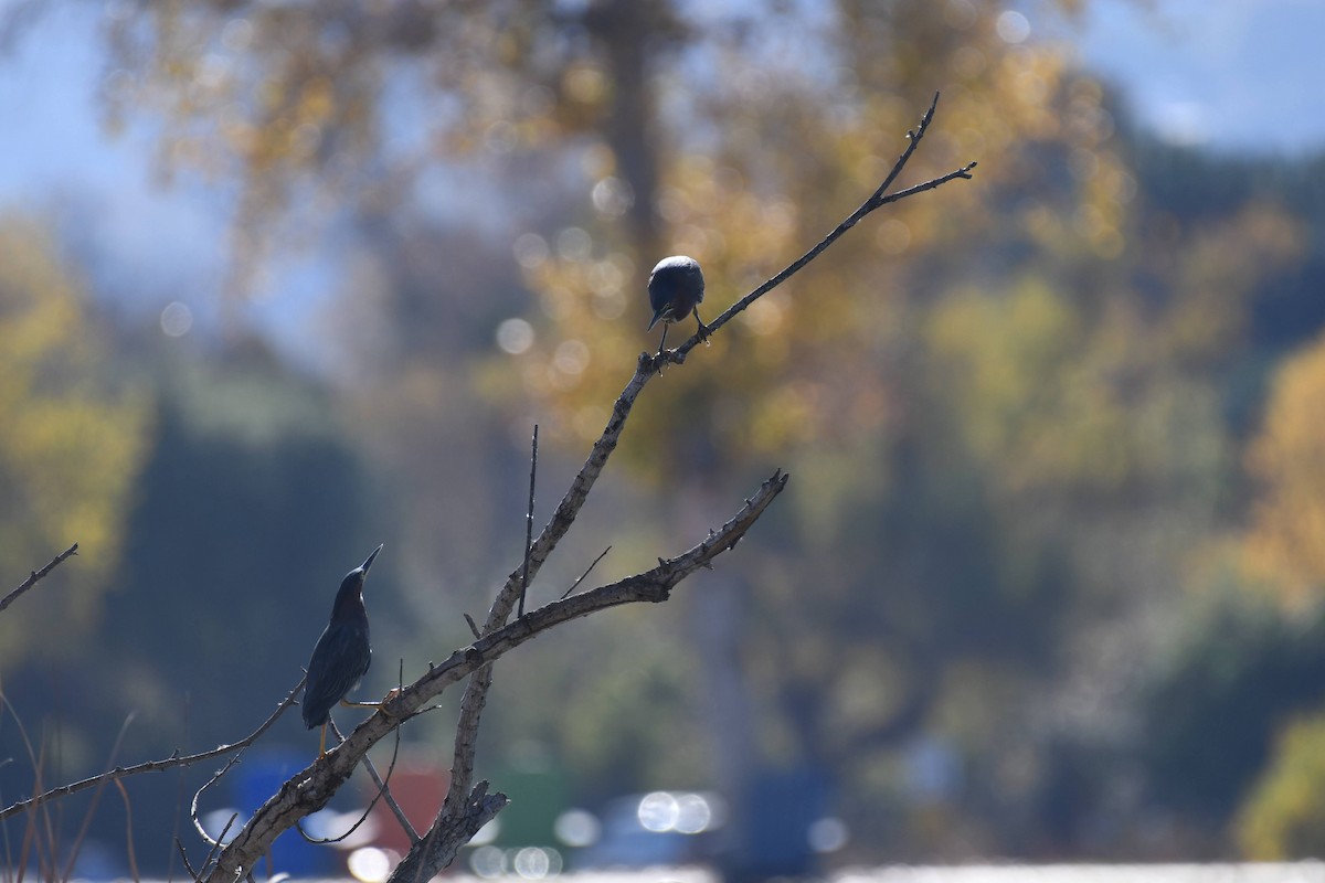 Green Heron - ML646904080