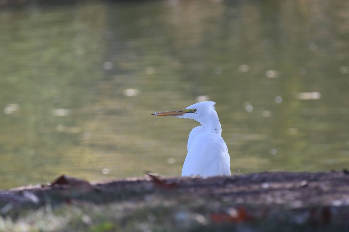 Great Egret - ML646904084