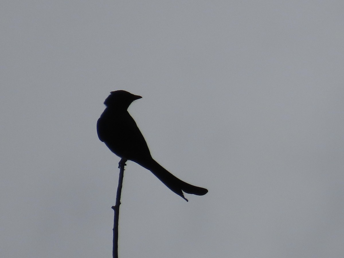 Black Drongo - ML646904087