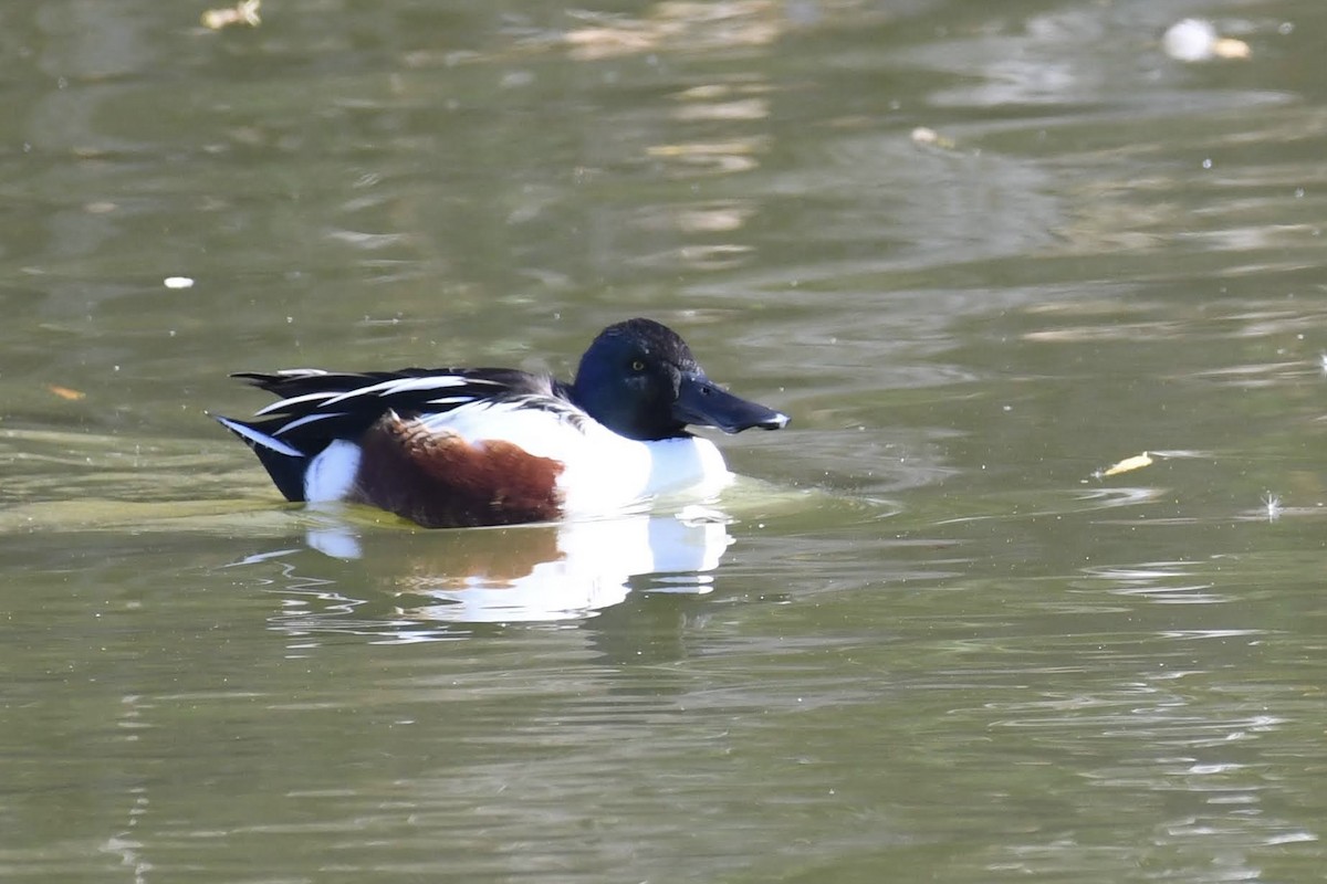 Northern Shoveler - ML646904091