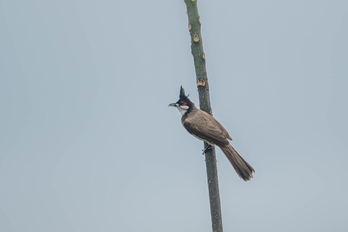 Red-whiskered Bulbul - ML646904093