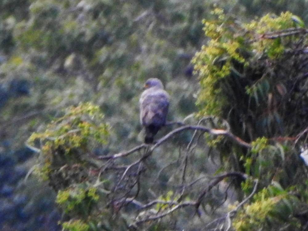 Roadside Hawk - ML646904094