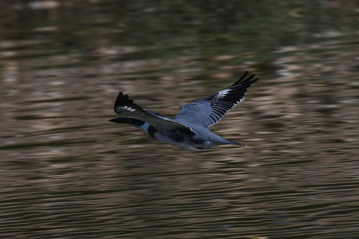 Belted Kingfisher - ML646904095