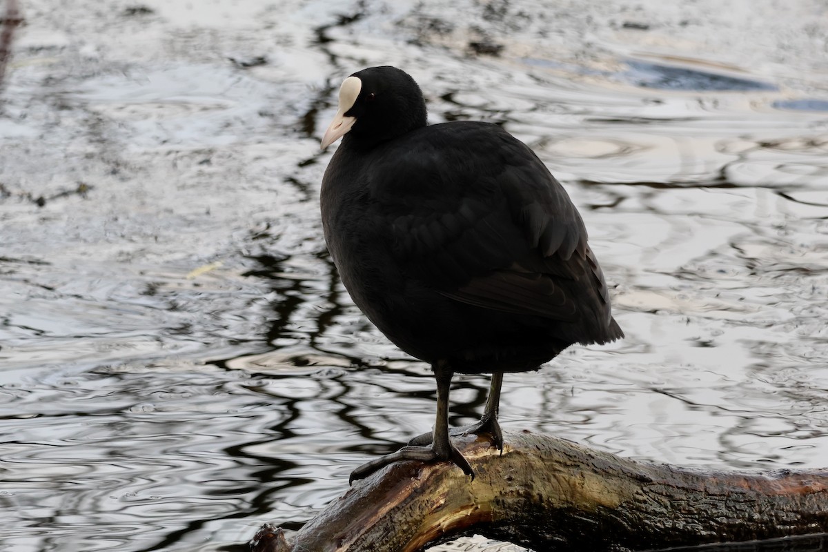 オオバン - ML646904096