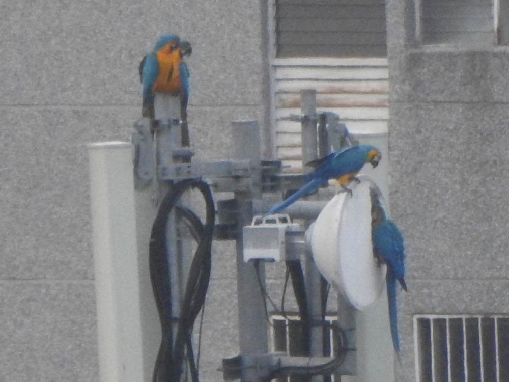 Blue-and-yellow Macaw - ML646904100