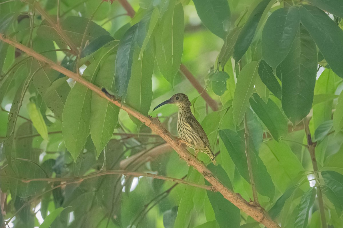 Streaked Spiderhunter - ML646904101