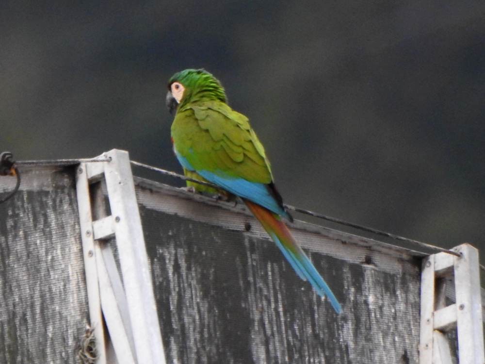 Chestnut-fronted Macaw - ML646904104