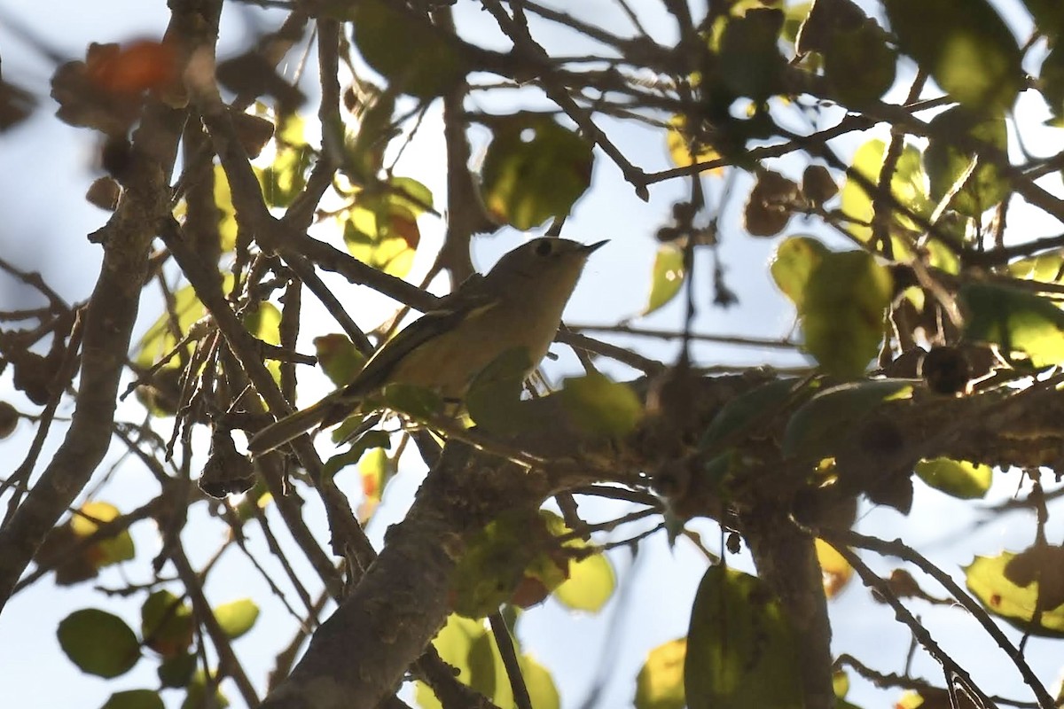 Ruby-crowned Kinglet - ML646904110