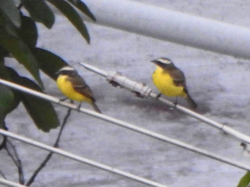 Social Flycatcher - ML646904112