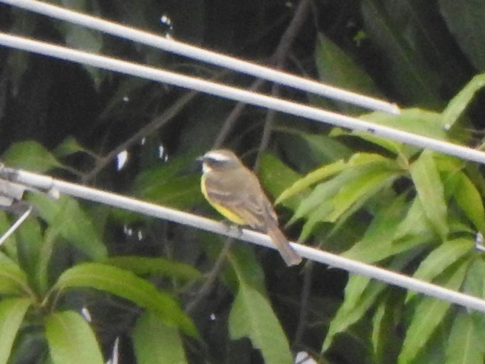 Social Flycatcher - ML646904113