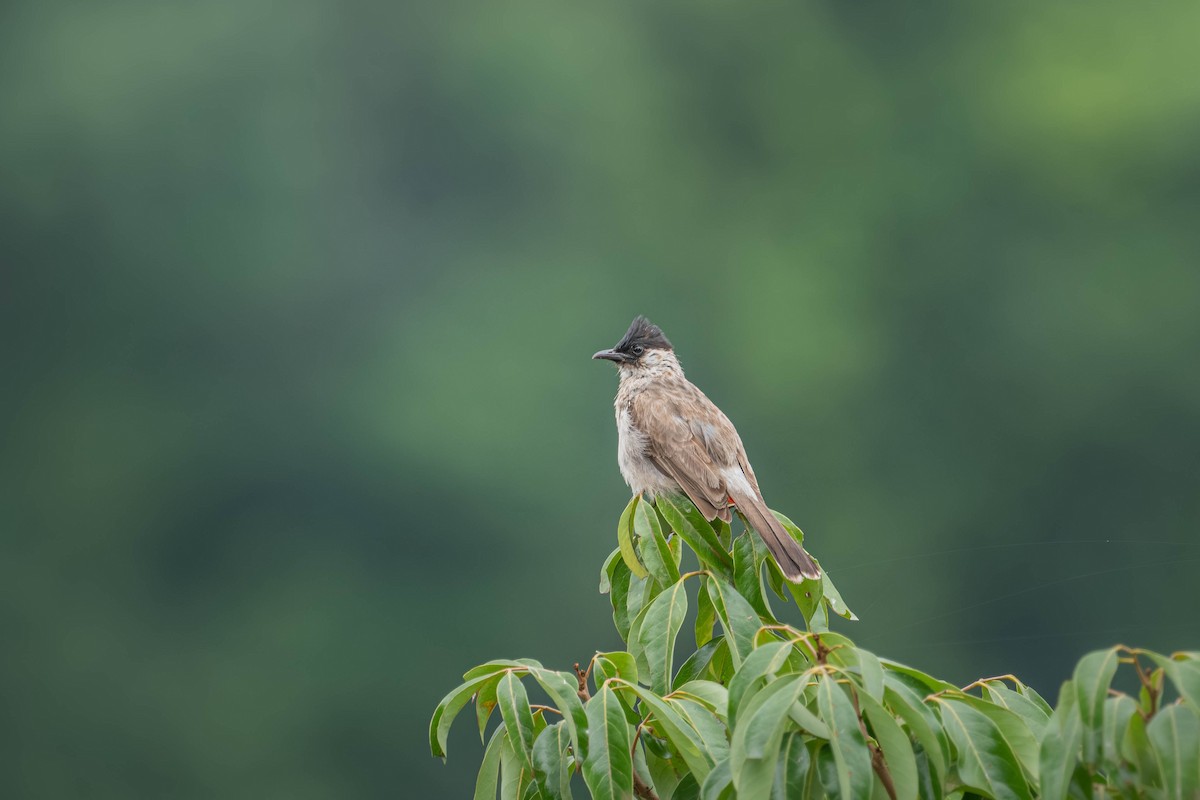 Sooty-headed Bulbul - ML646904114