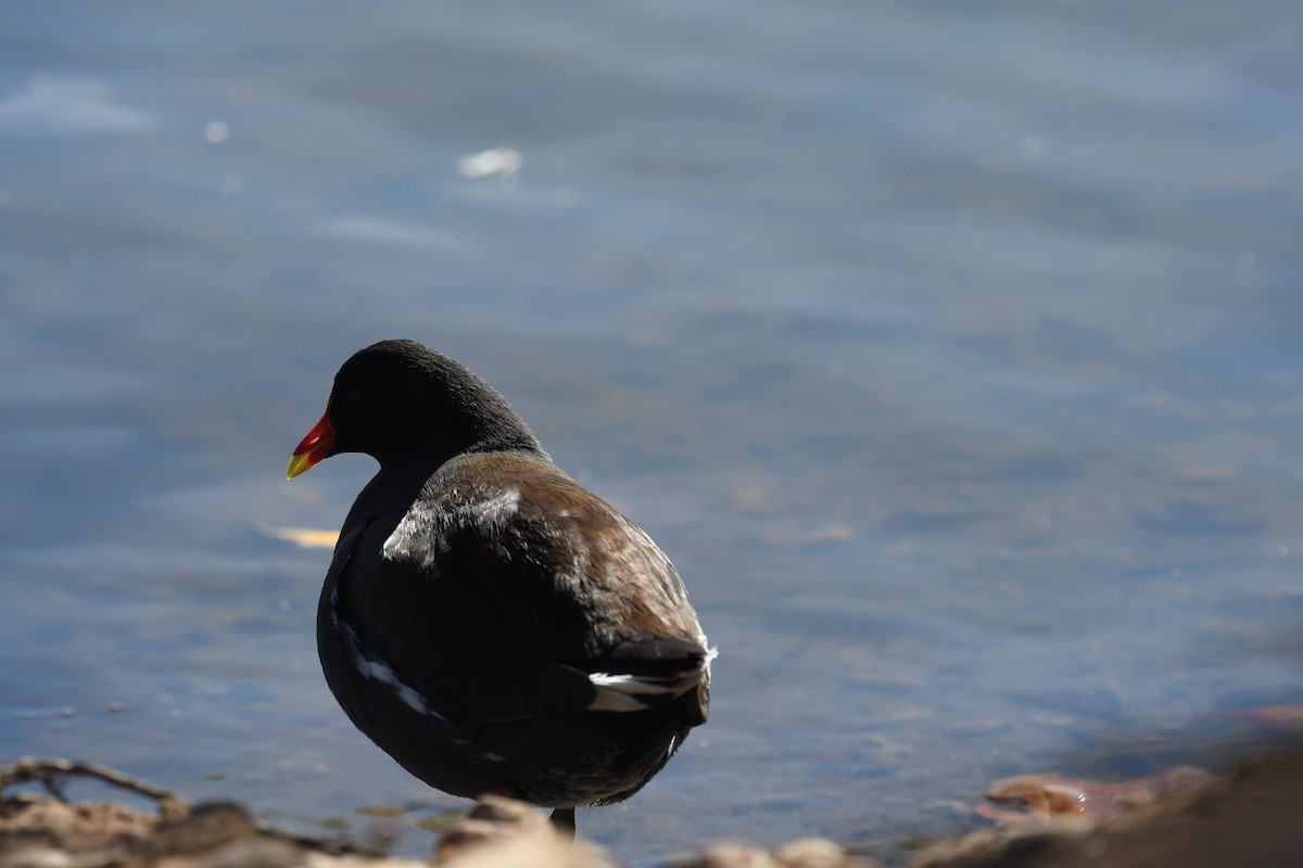 Uroilo amerikarra - ML646904117