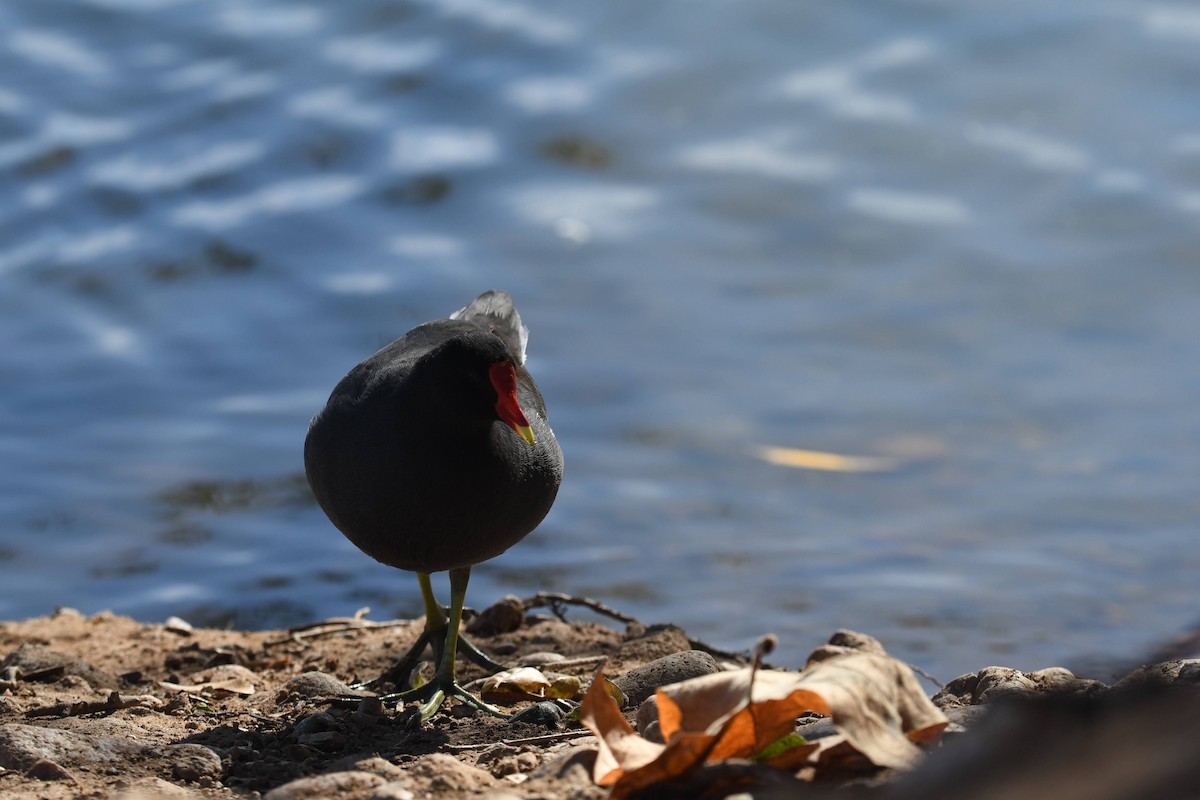 Common Gallinule - ML646904118