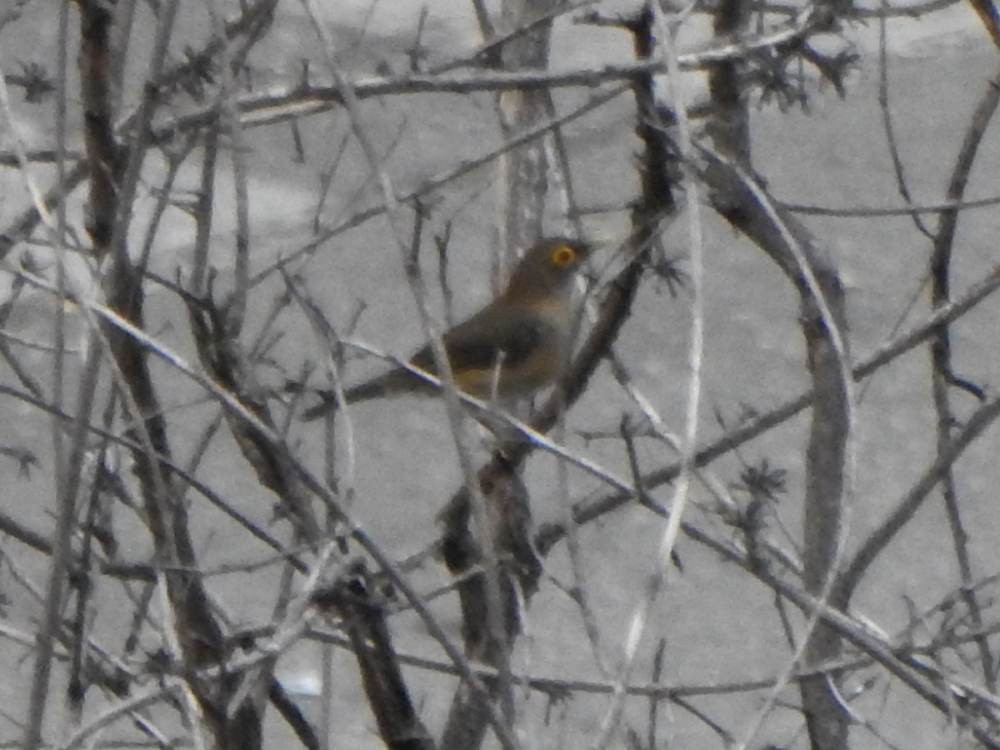 Spectacled Thrush - ML646904140