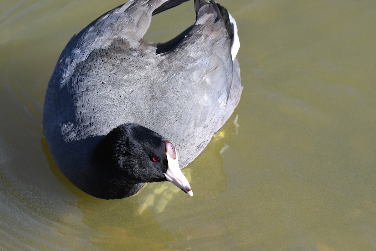 Kopetazuri amerikarra - ML646904142