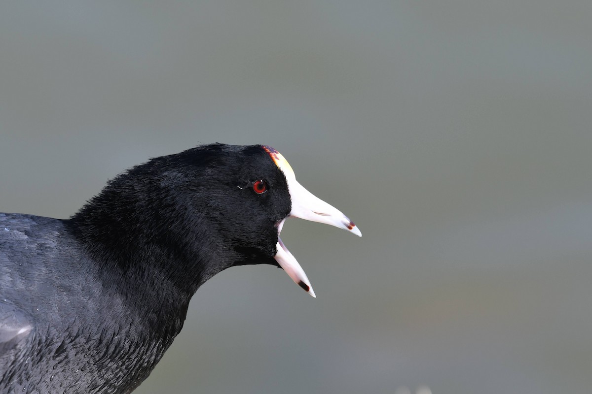 Kopetazuri amerikarra - ML646904144