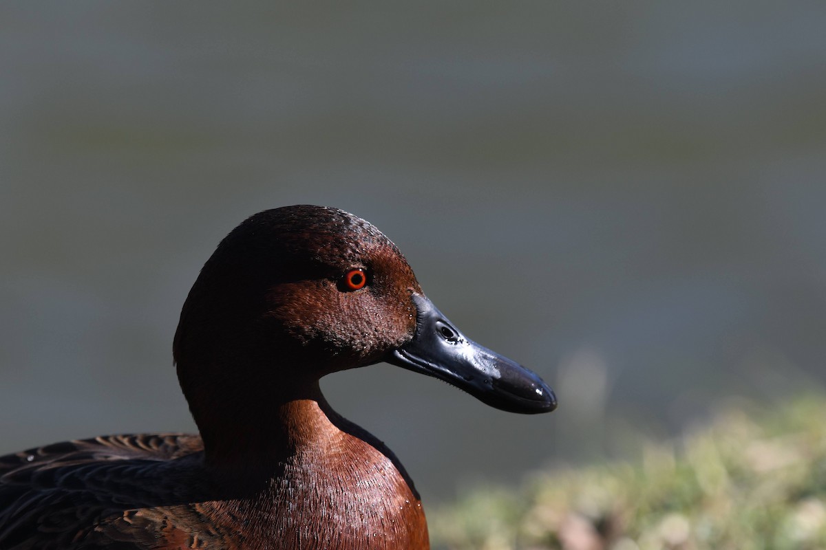 Zertzeta kanelakara - ML646904149