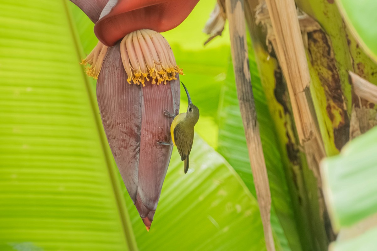 Little Spiderhunter - ML646904150