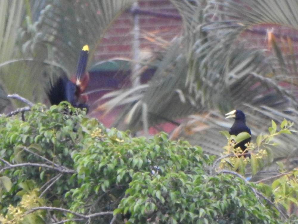 Crested Oropendola - ML646904152