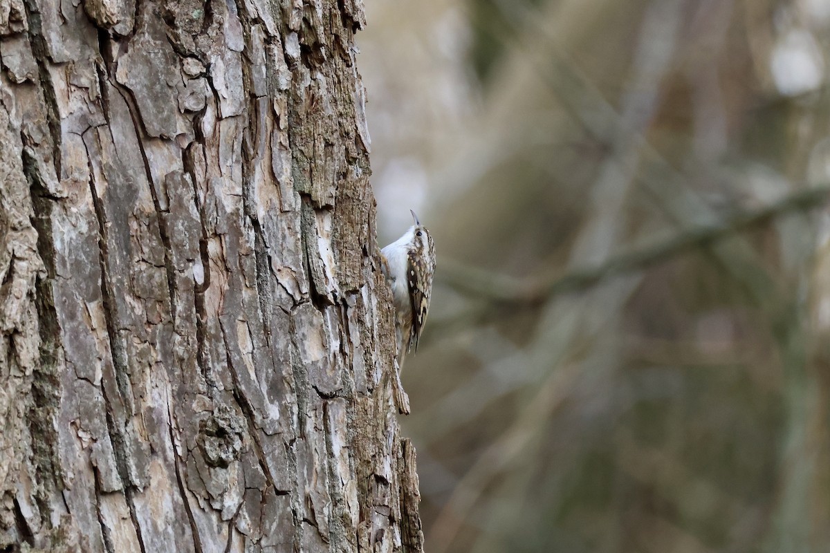 Eurasian Treecreeper - ML646904157