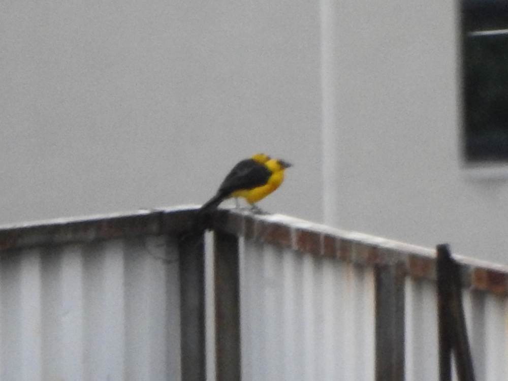 Oriole Blackbird - ML646904158