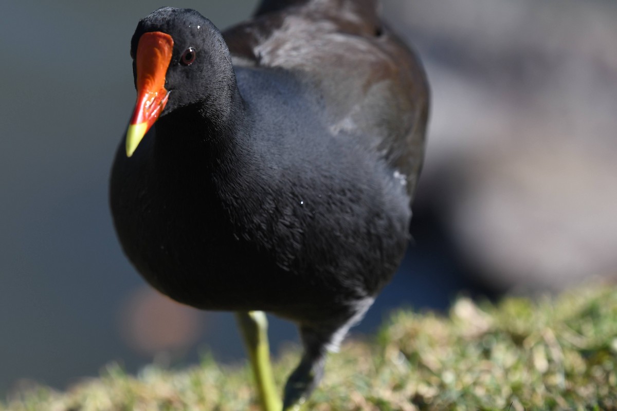 Uroilo amerikarra - ML646904159