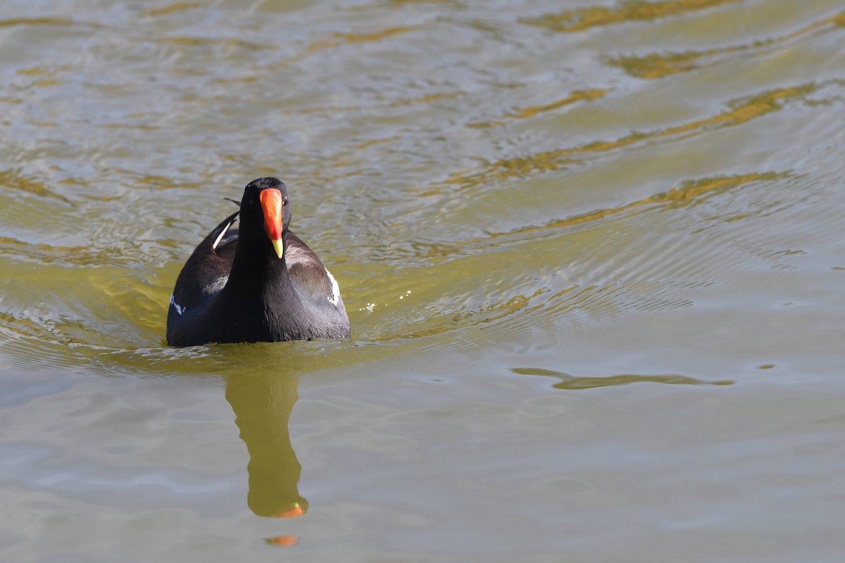 Uroilo amerikarra - ML646904160