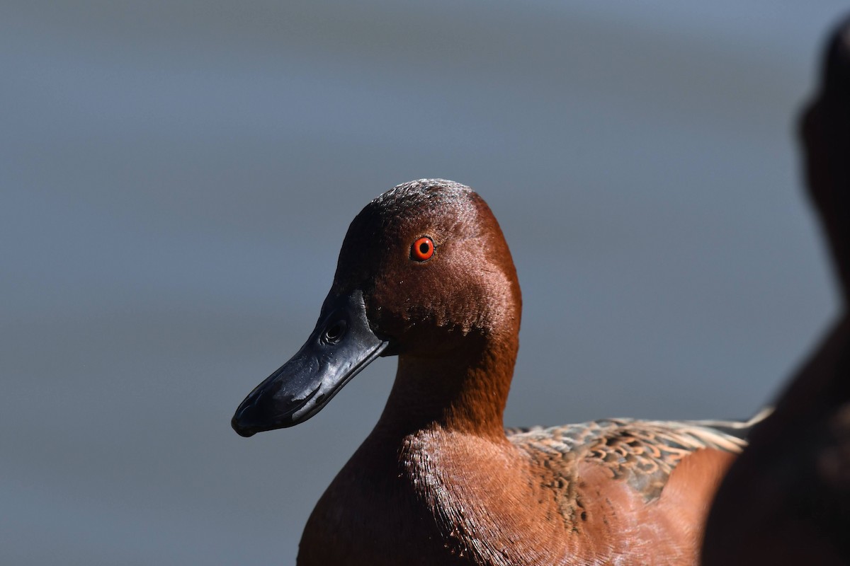 Zertzeta kanelakara - ML646904162