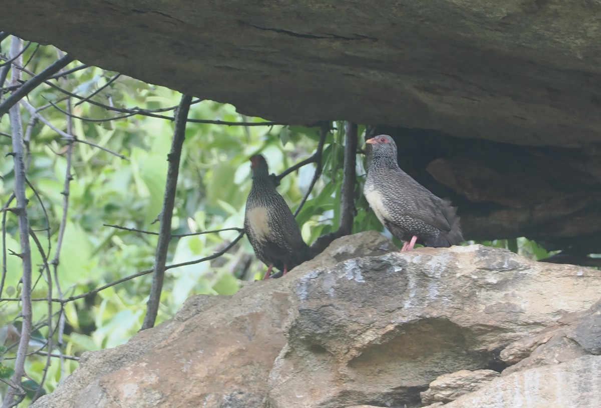 Stone Partridge - ML646904165