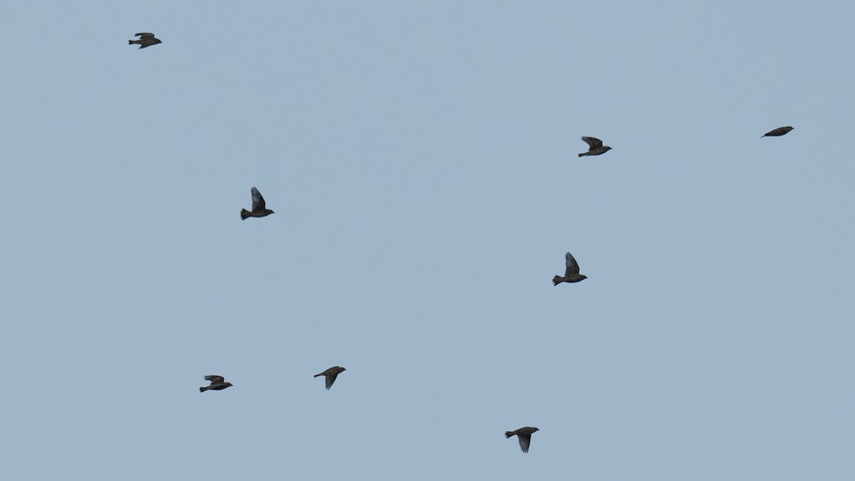 steinspurv - ML646904166