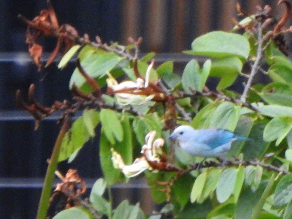 Blue-gray Tanager - ML646904167