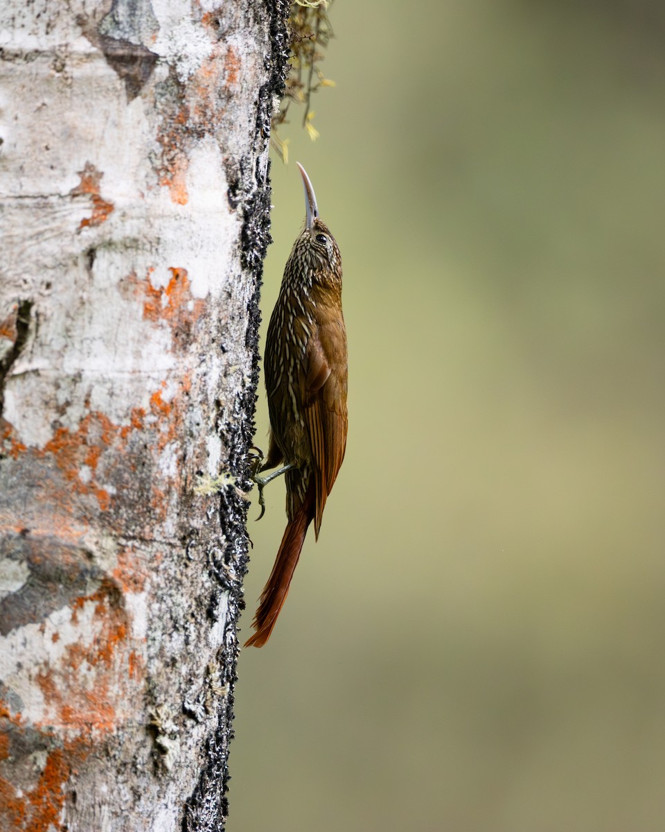 Bergwald-Baumsteiger - ML646904168