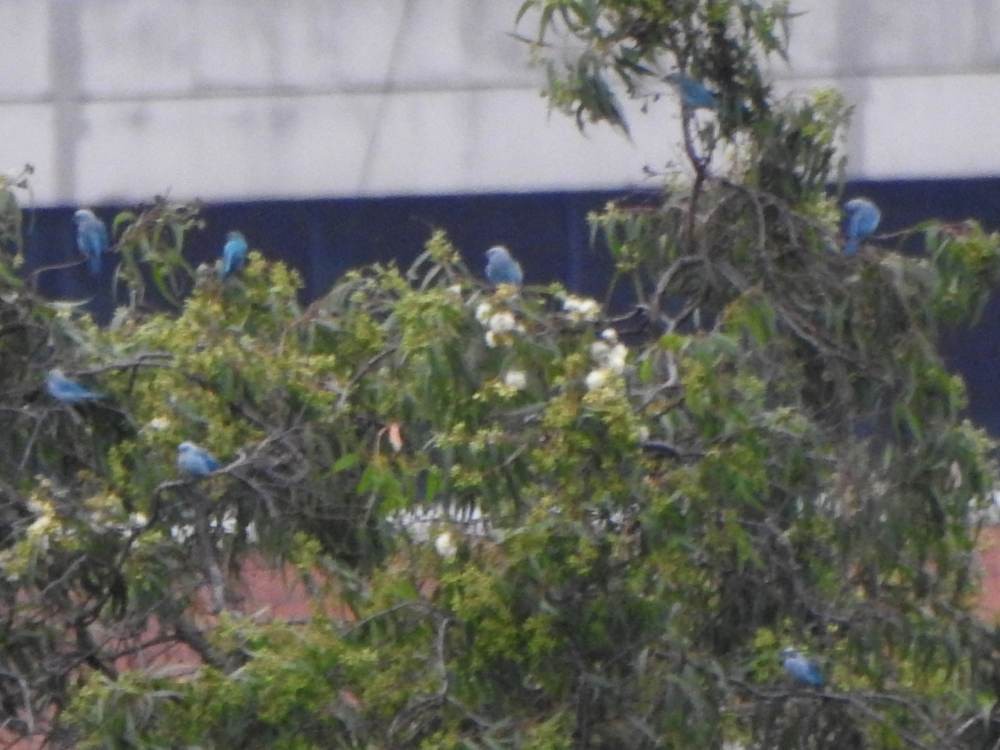 Blue-gray Tanager - ML646904170