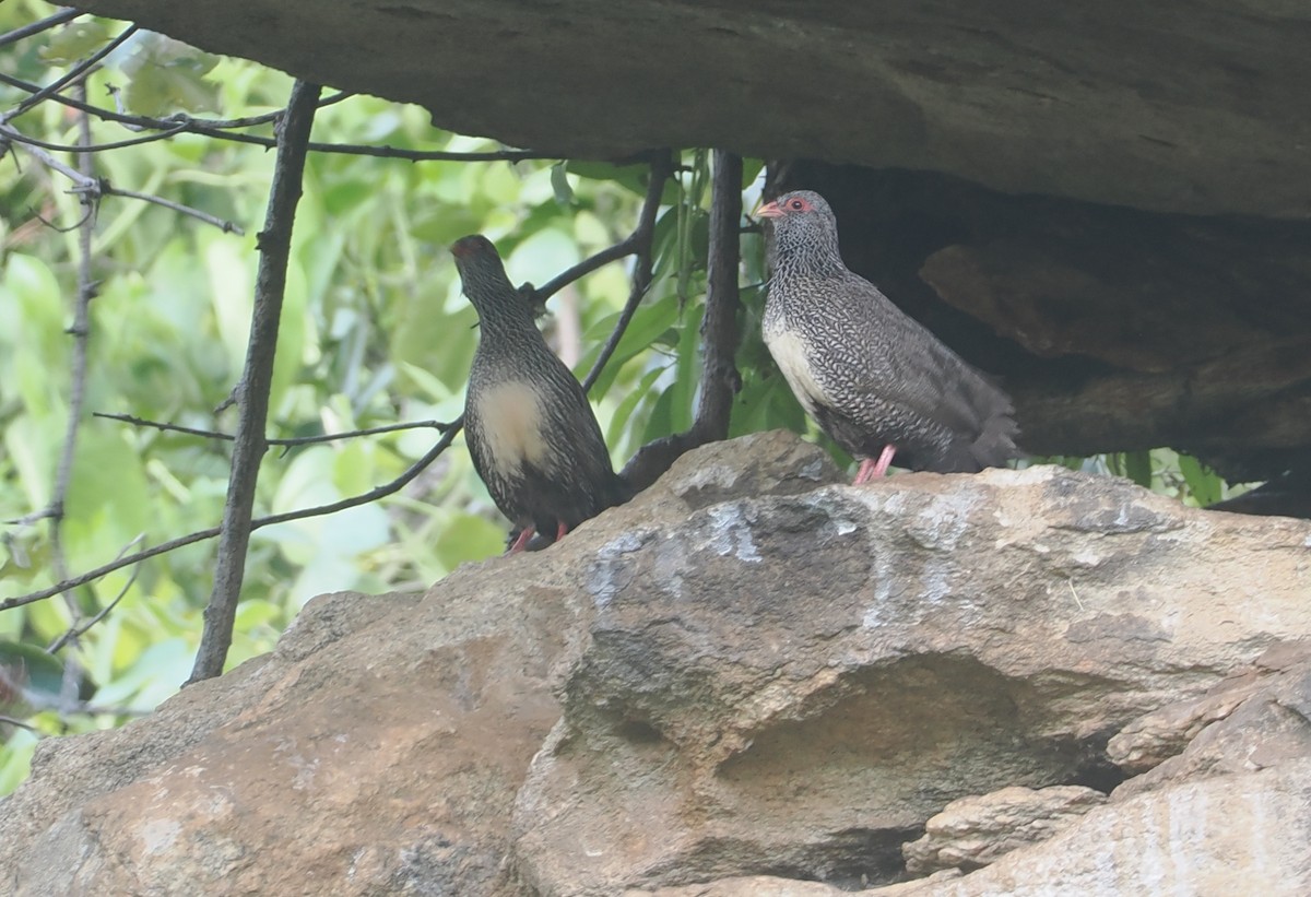 Stone Partridge - ML646904171