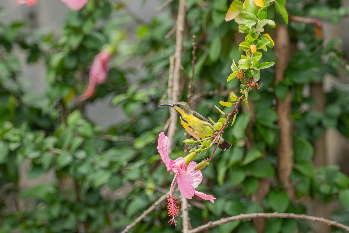 Purple Sunbird - ML646904172