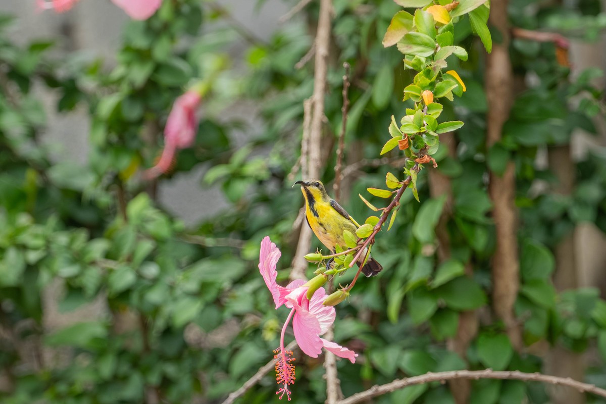 Purple Sunbird - ML646904173